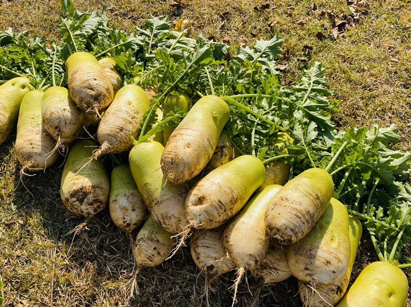 Avtobusda jinsi shimlarda jinsiy aloqa Uy qurilishi BBW jinsiy porno