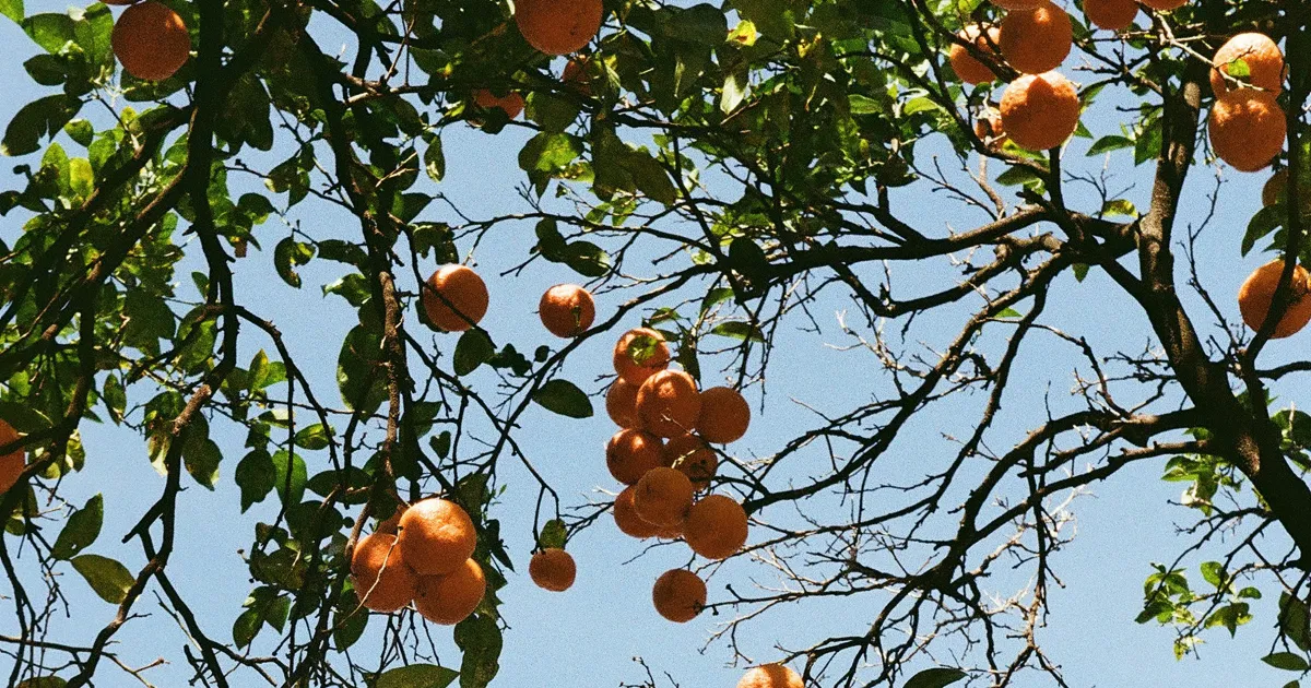 Low hanging oranges from a tree