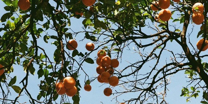 Low hanging oranges from a tree