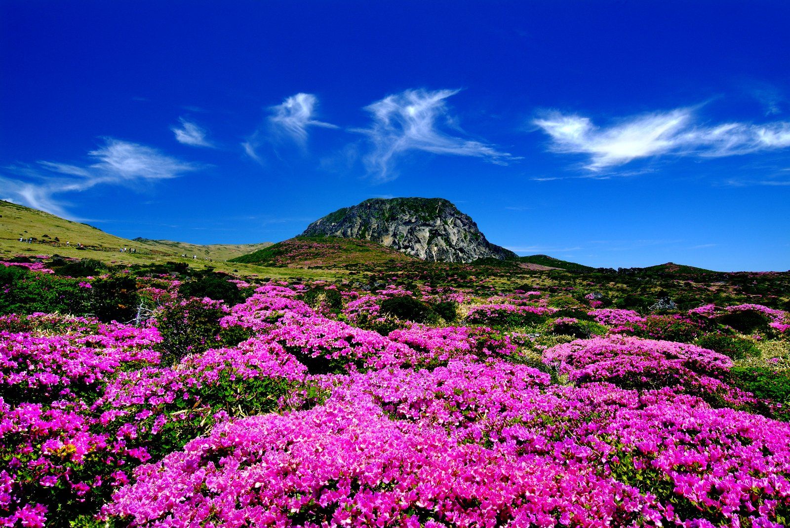 Núi lửa Hallasan và đồng hoa đỗ quyên trên đảo Jeju