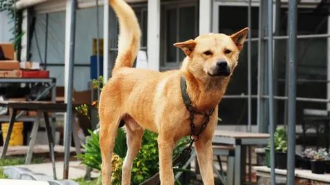Một chú chó Spitz Hàn Quốc lông trắng