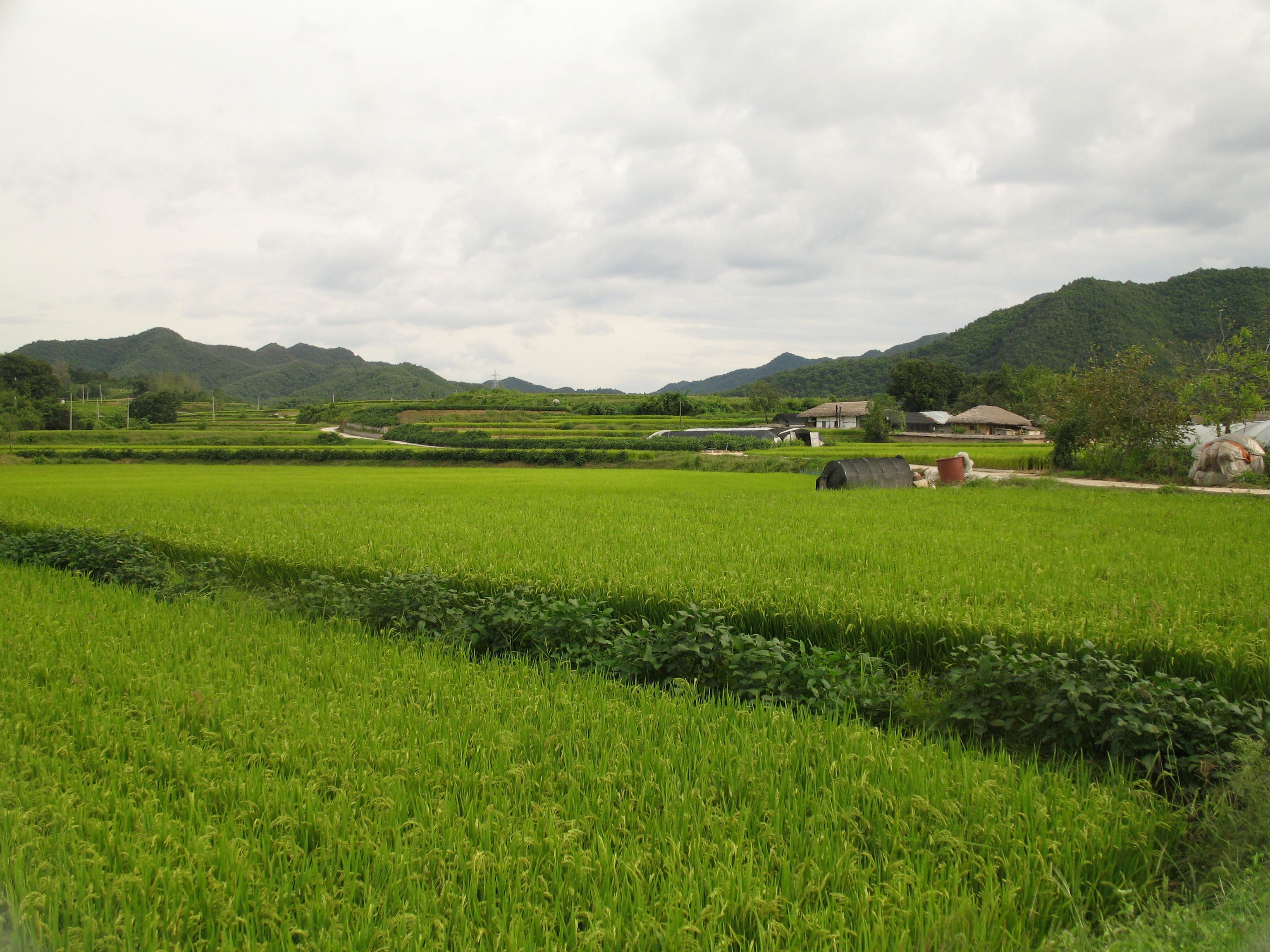 Cánh đồng lúa ở vùng nông thôn Hàn Quốc