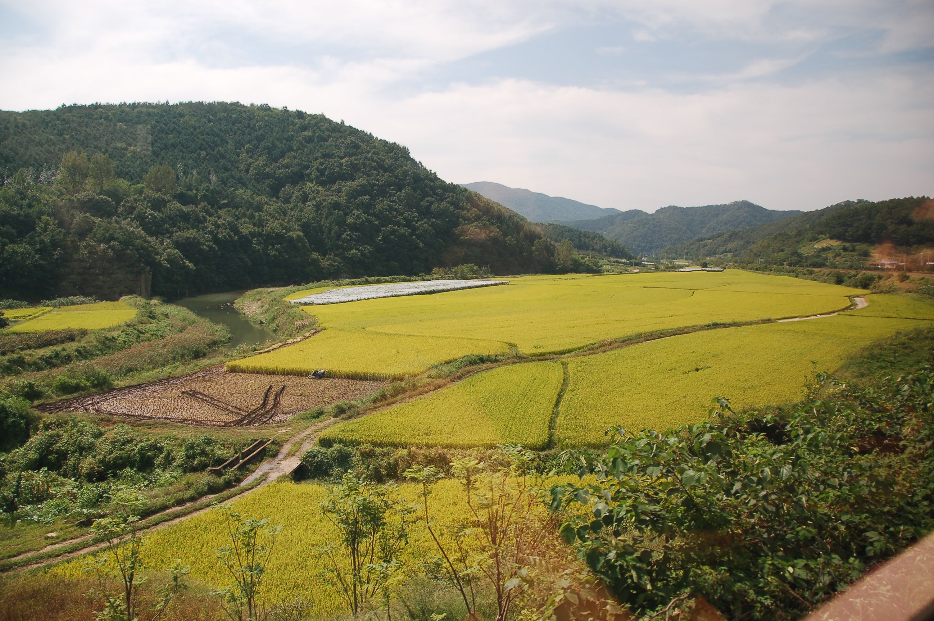 Cánh đồng lúa ở Gyeongju, Hàn Quốc