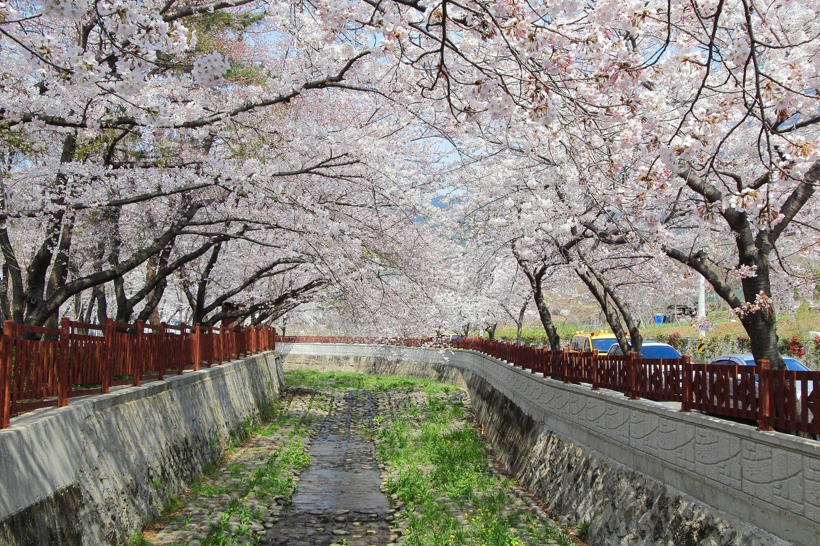 Đường hầm anh đào soi bóng dòng suối Yeojwacheon ở Jinhae