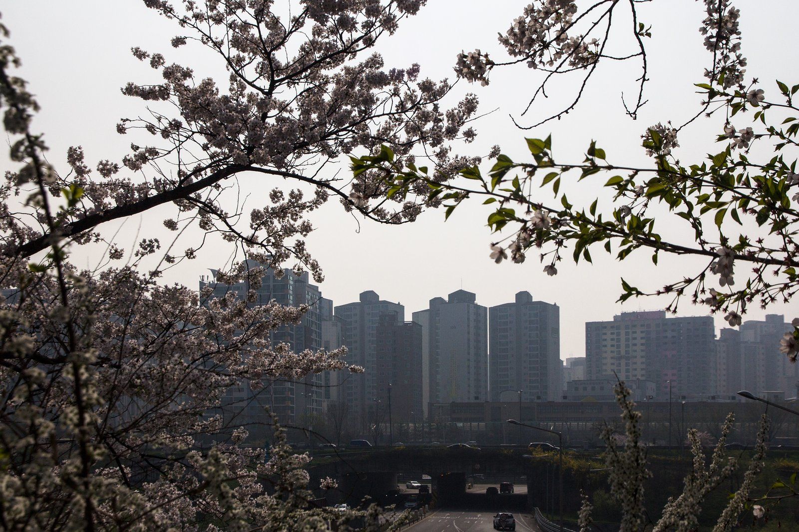 Anh đào nở rợp ở công viên Yeouido với các tòa cao ốc Seoul phía sau