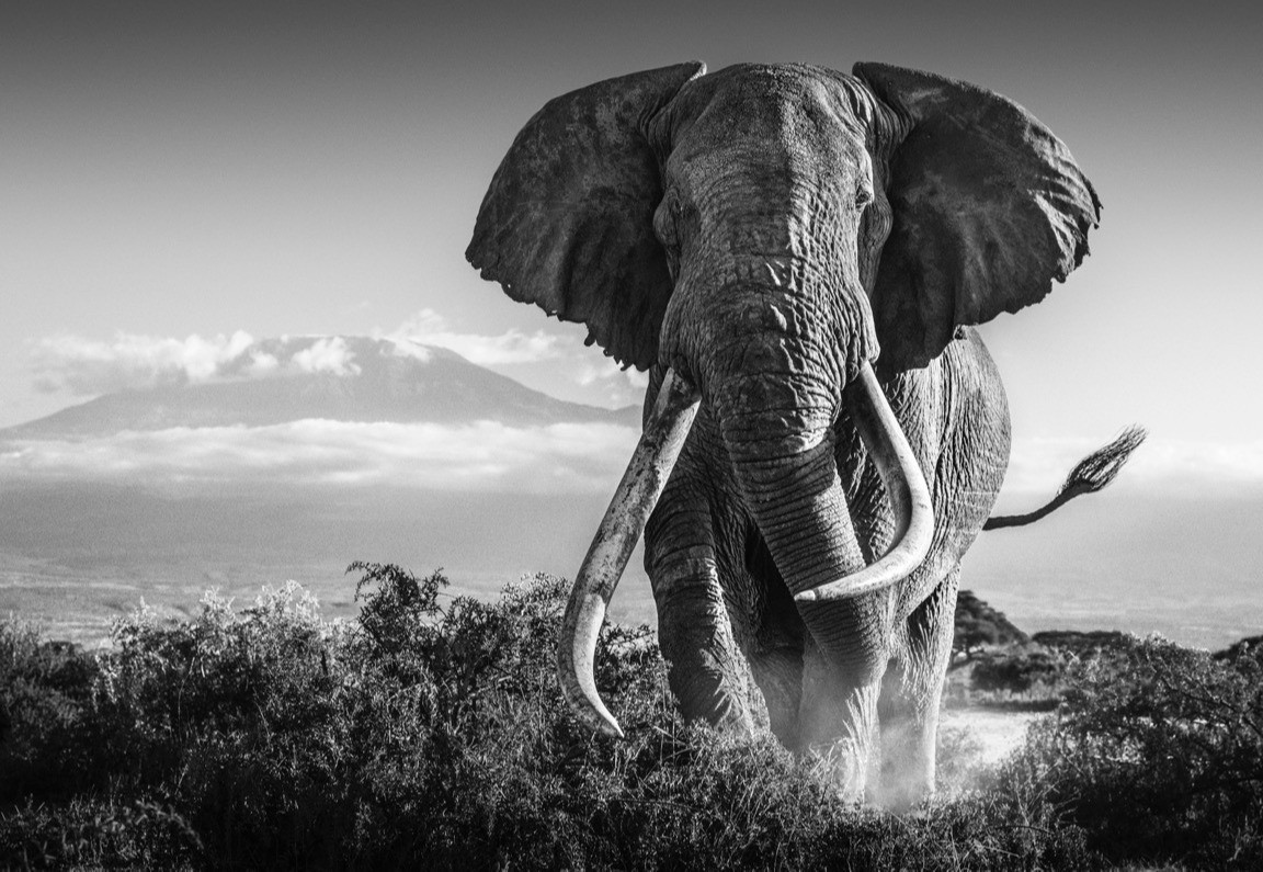 Africa 2 by David Yarrow