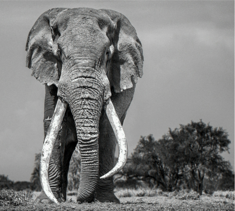 Colossus by David Yarrow