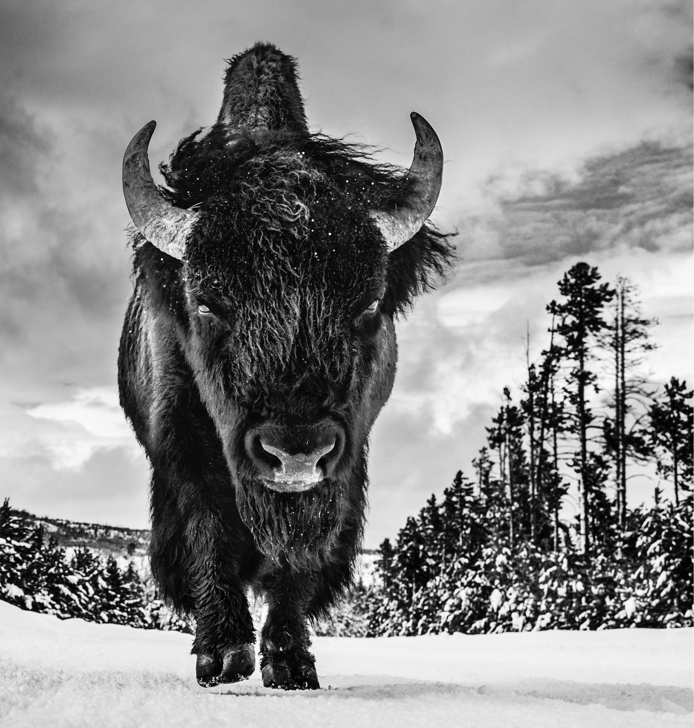 American Idol Ii by David Yarrow