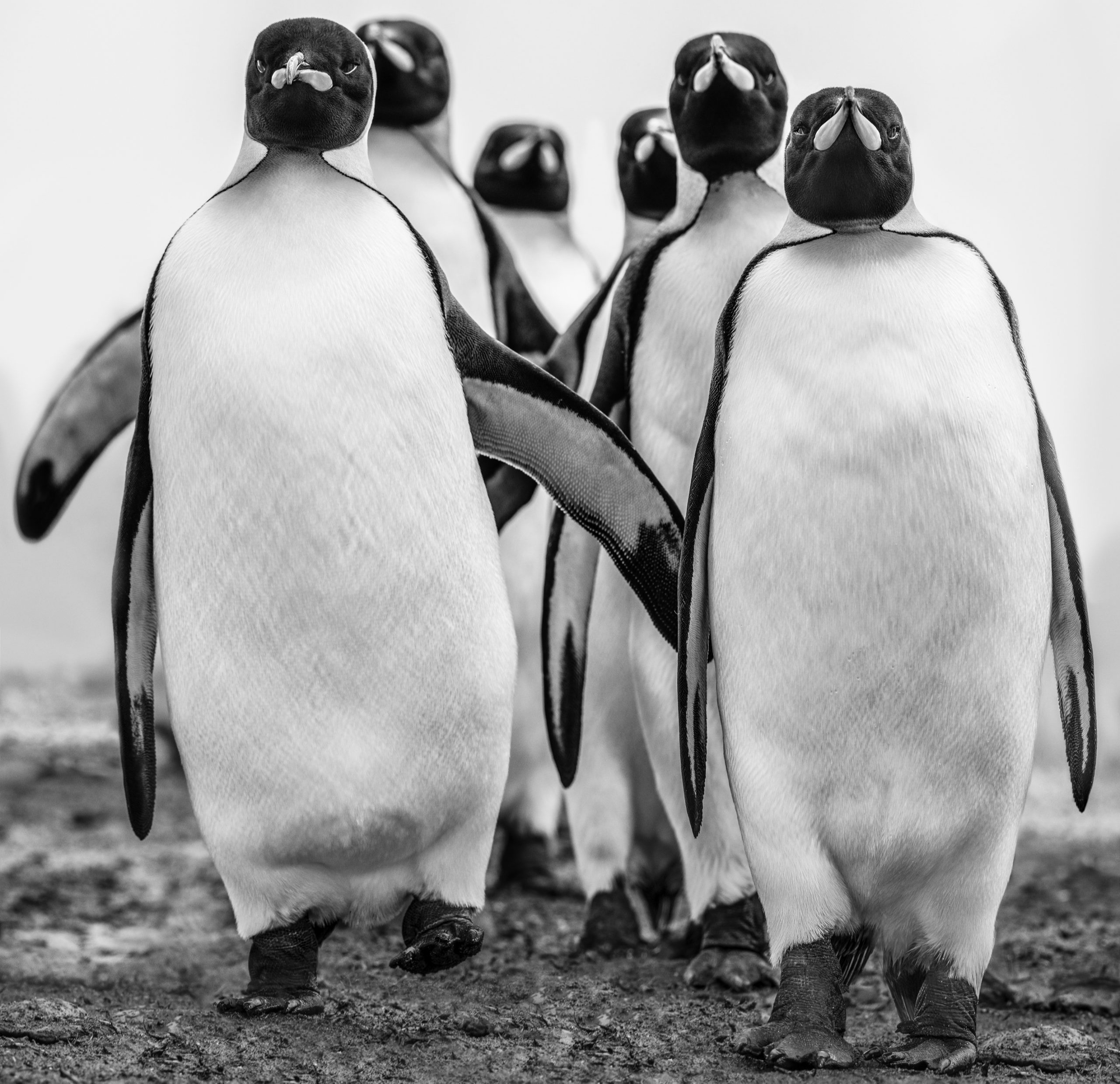 Wise Guys by David Yarrow