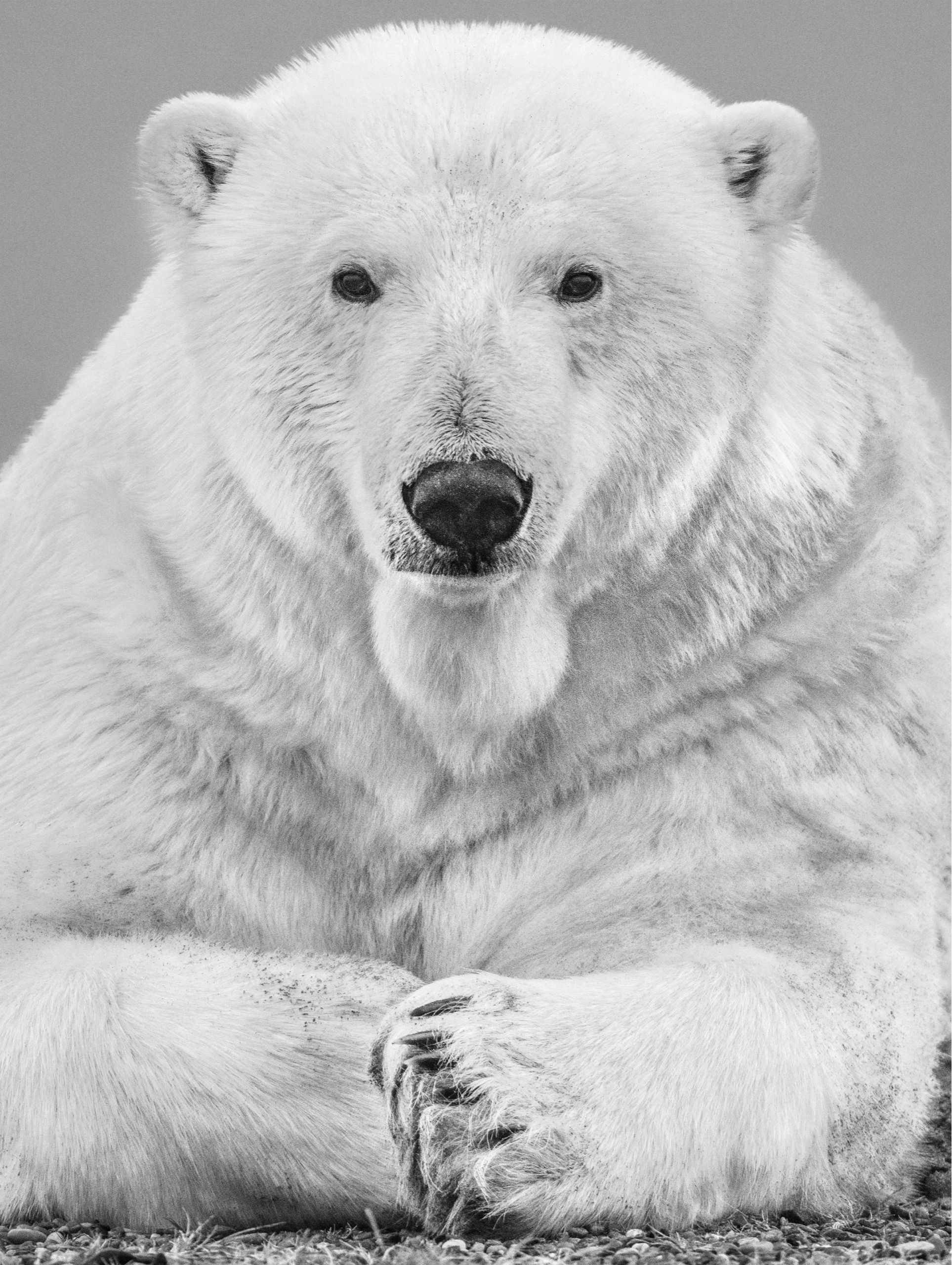 The Statesman by David Yarrow