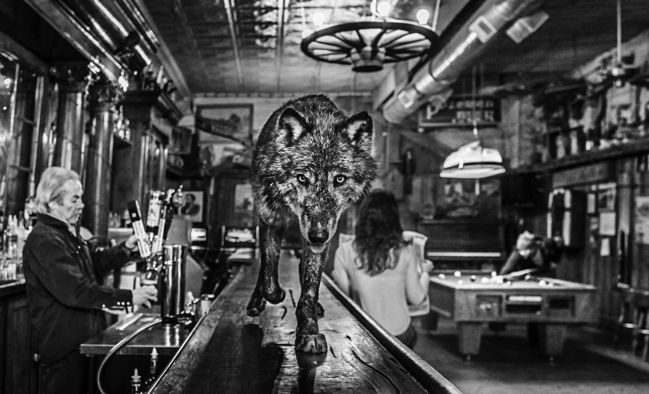 The Wolf of Main Street III by David Yarrow