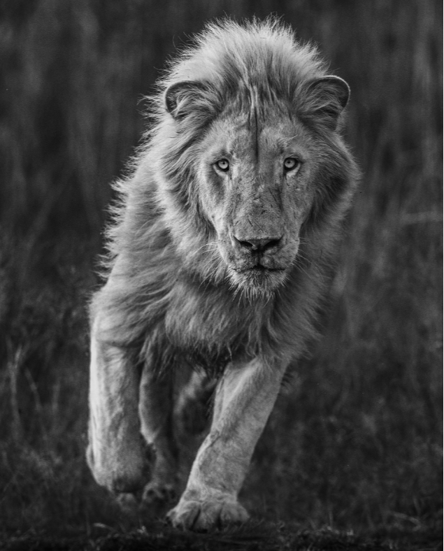 Thor by David Yarrow
