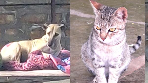 वाह डॉग बॉस, वाह केट आंटी