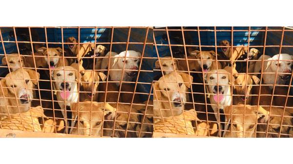 पशुओं से भी गए-बीते हैं हम आवारा