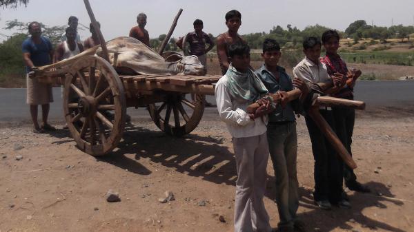 दीपावली पर विशेष - गौवंश रहेगा तभी तक है मानवता और धरती का अस्तित्व