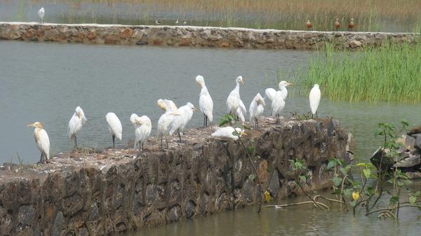 हम ही हैं आवारा, लुच्चे-टुच्चे और लफंगे,  आलतू-फालतू नाकारा नुगरे, और आतंकवादी