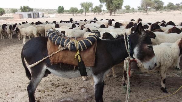 सोशल मीडिया पर आवाराओं और लोफरों की भरमार