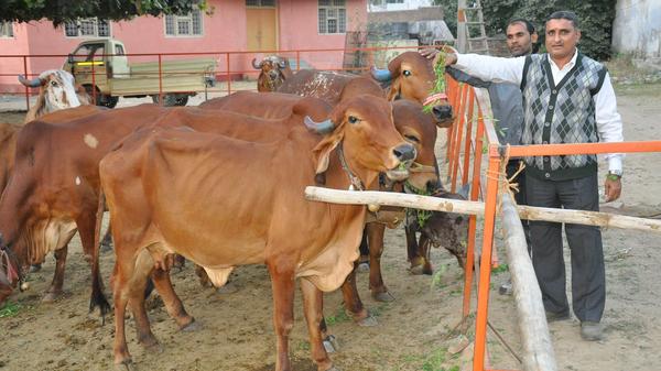 खरी-खरी - ये कैसी गौसेवा