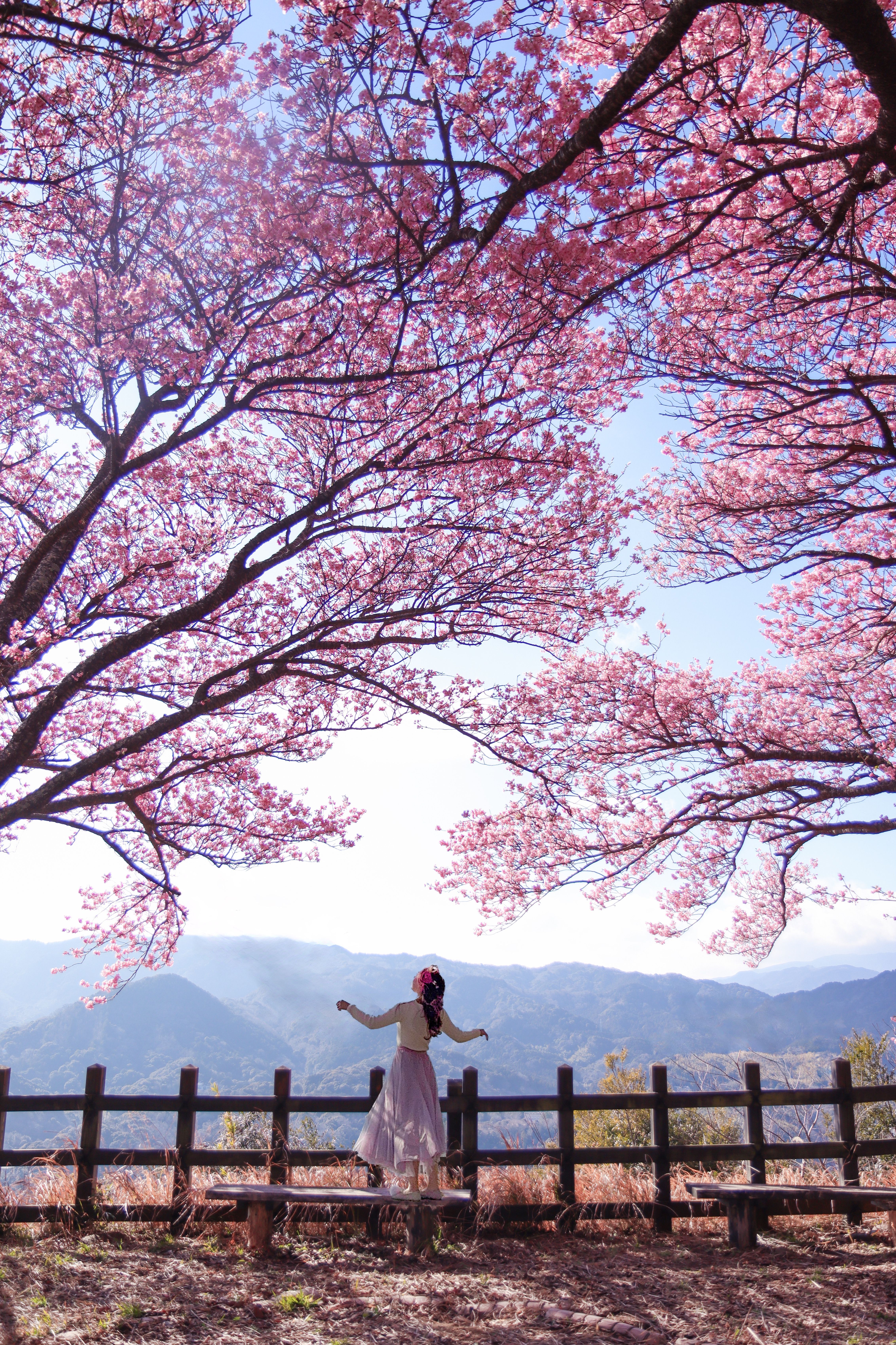 Early Cherry Bossoms in Kawazu & Matsuda | Ariel Land