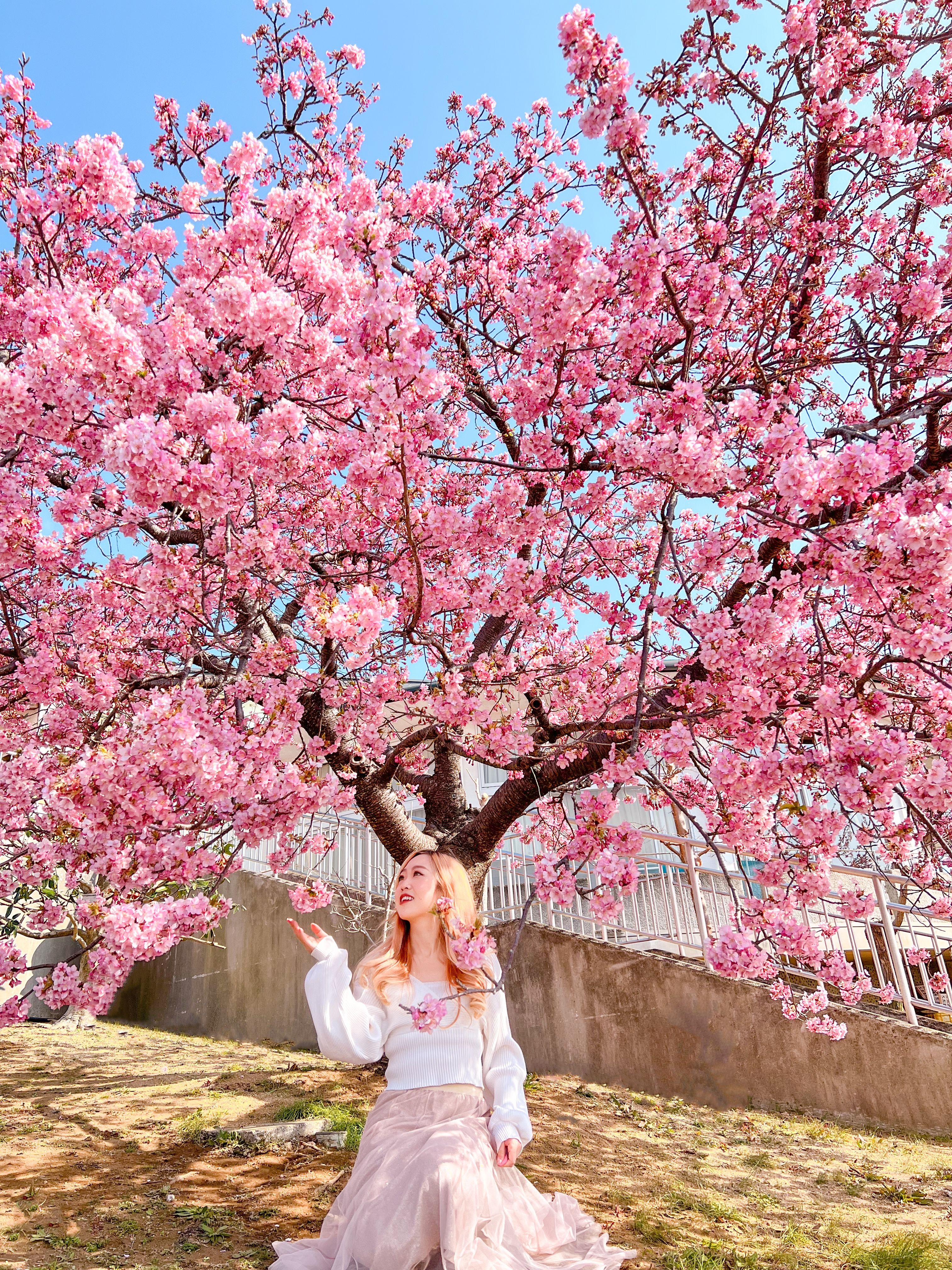 Early Cherry Bossoms in Kawazu & Matsuda | Ariel Land