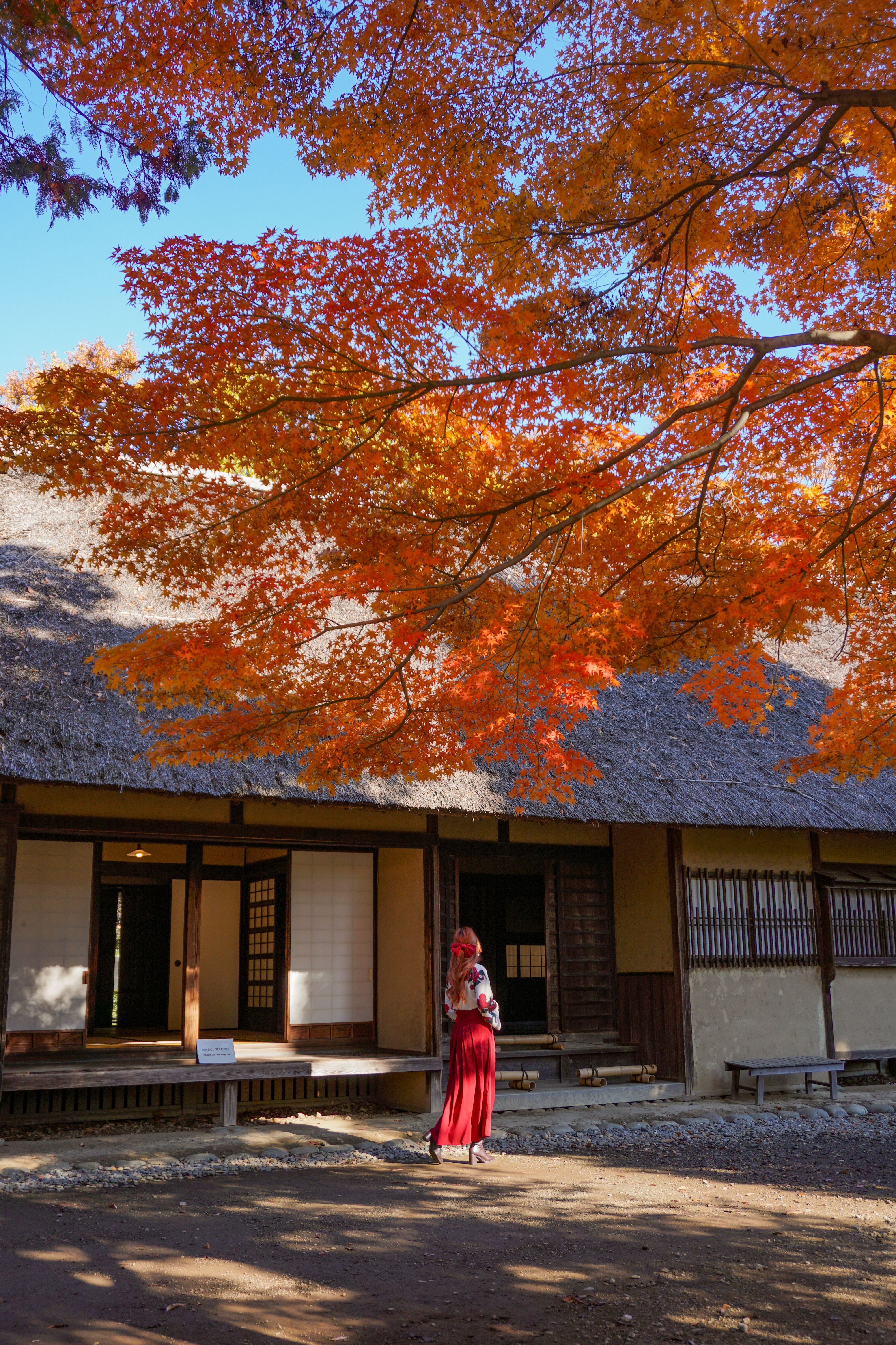 Where to Find Autumn Leaves in Tokyo : Maple & Ginko | Ariel Land
