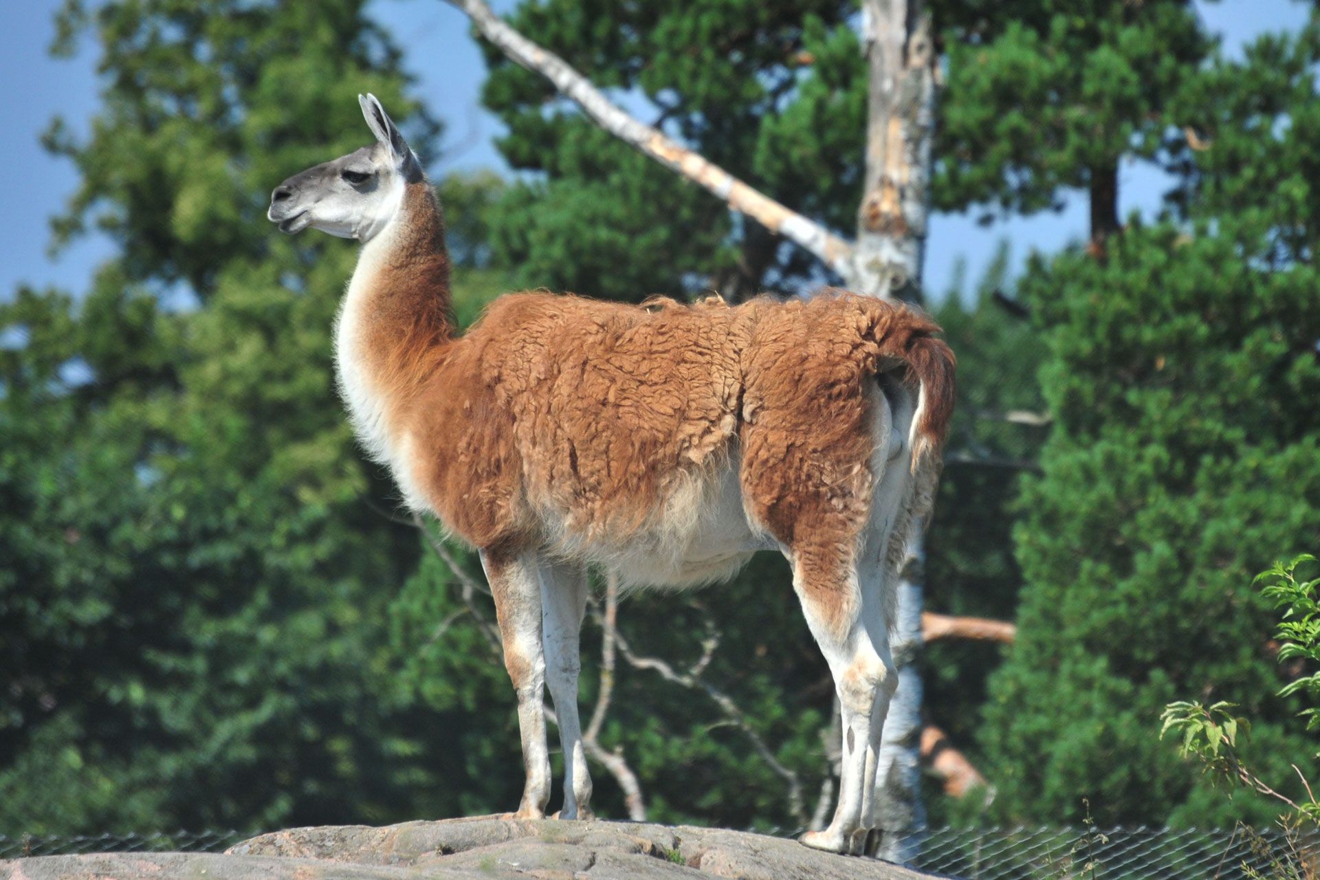 Llama