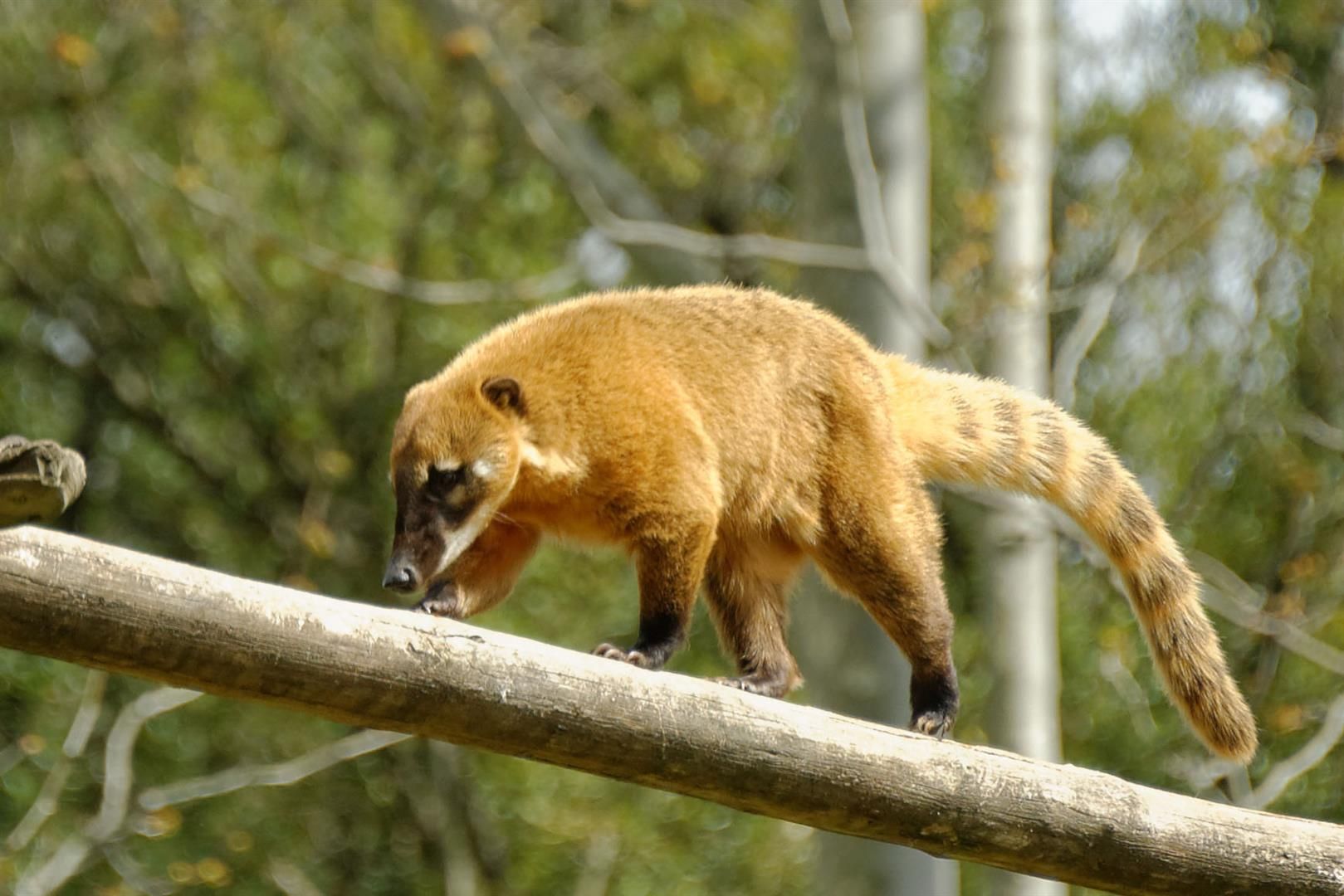 Coati