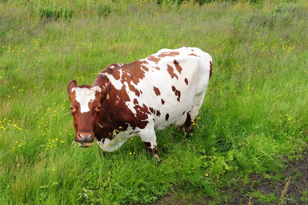 Cow