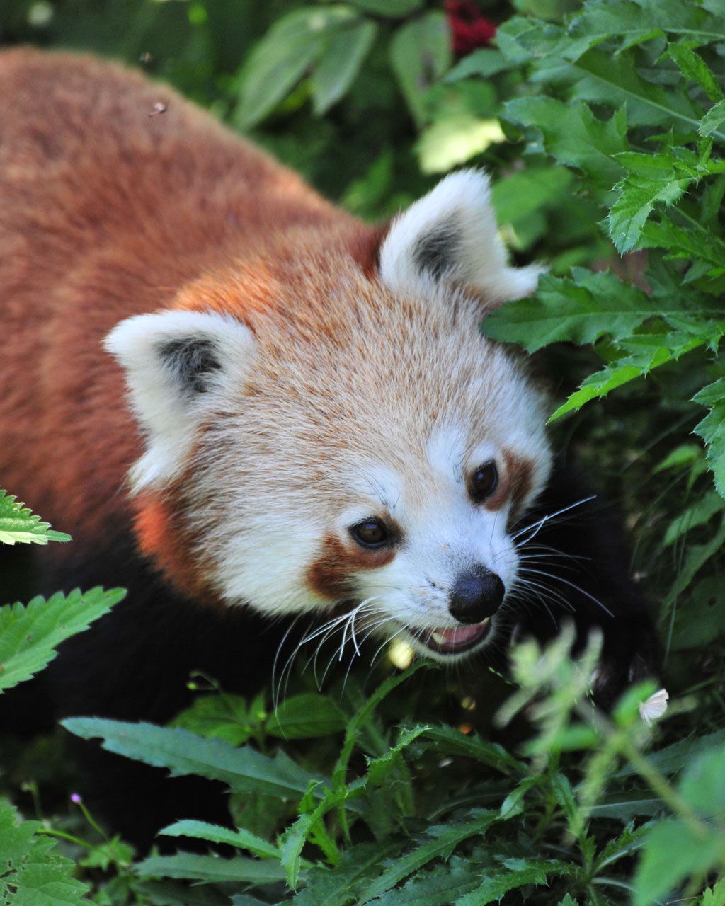 Red panda 2