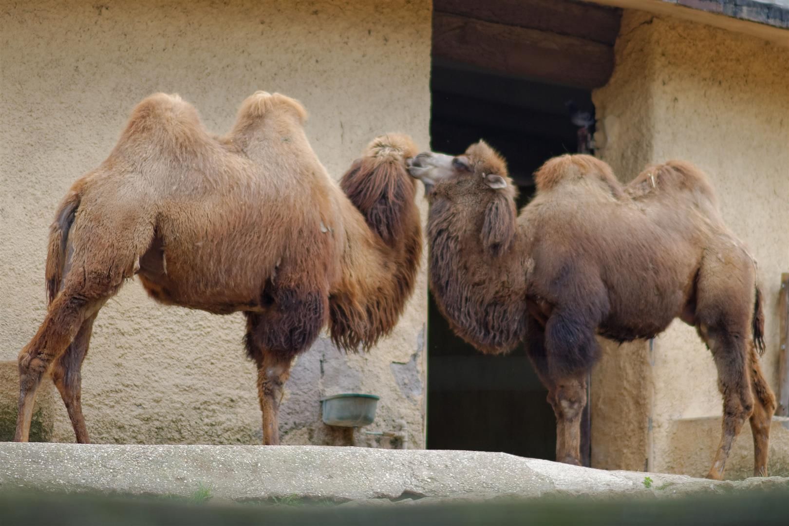 Camels