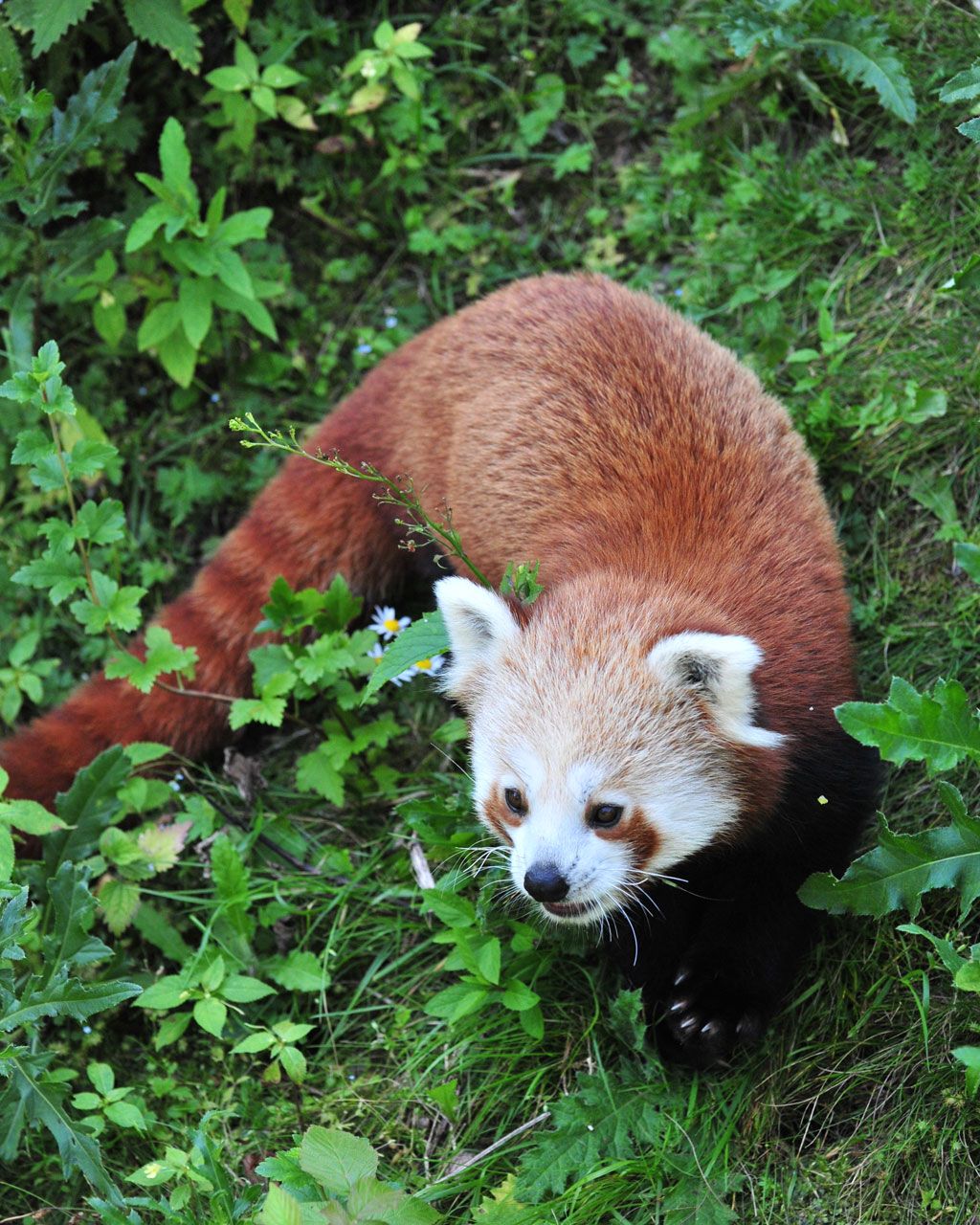 Red panda 1