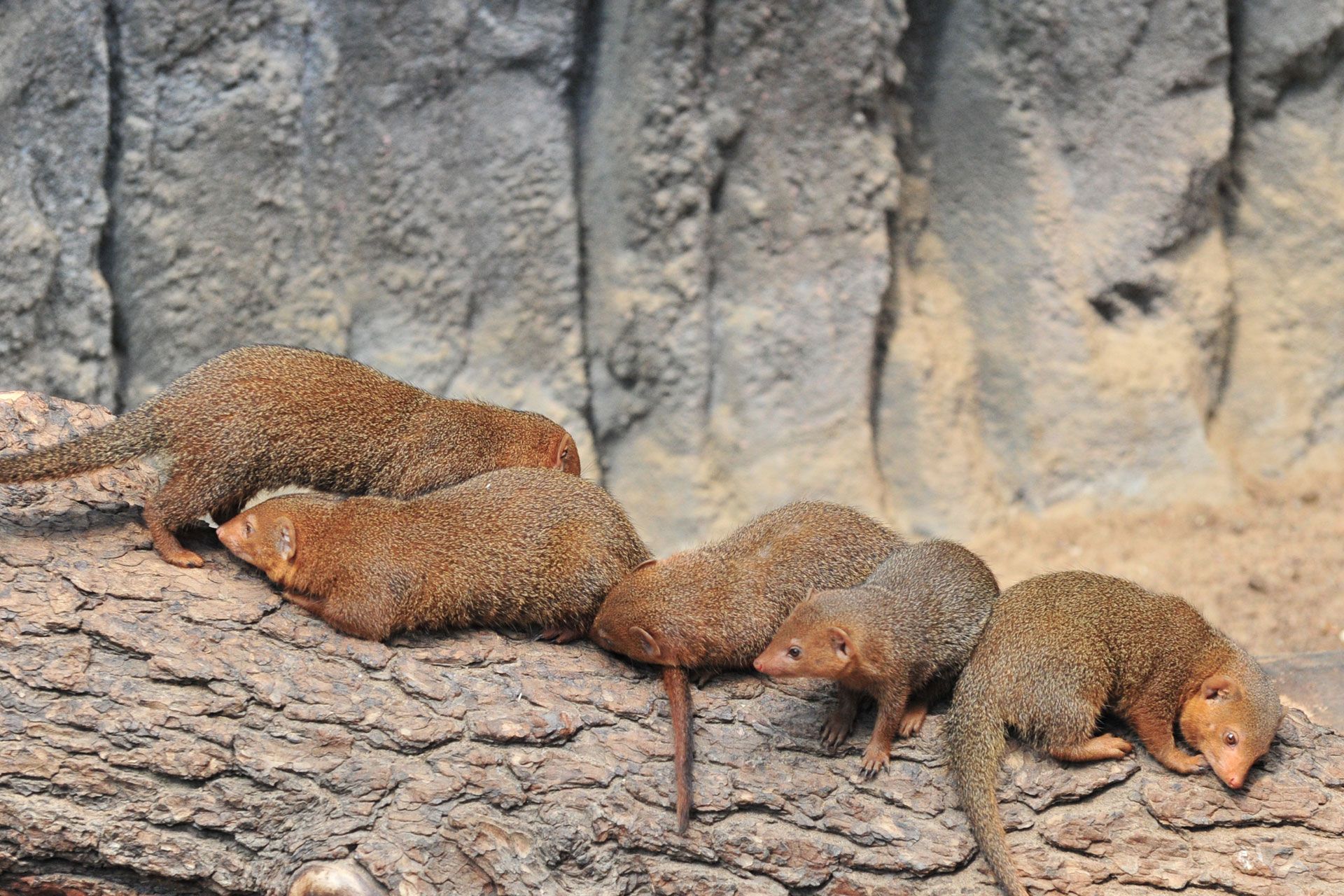 Mongooses