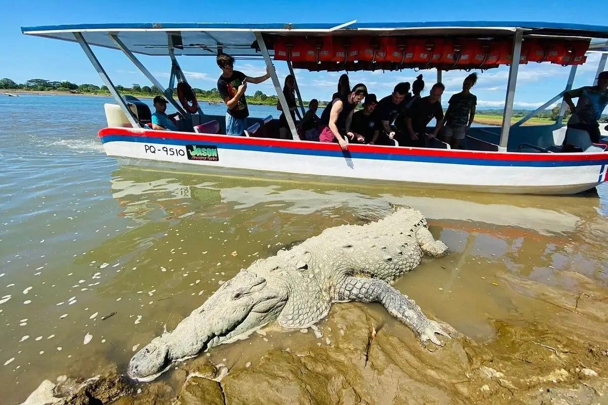 Large crocodile resting on a riverbank during a guided boat tour on the Tarcoles River in Costa Rica.