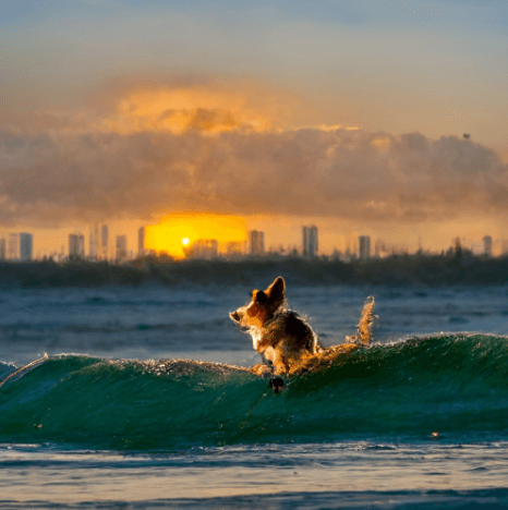 Why did I join Prefactor by Josh Gillies