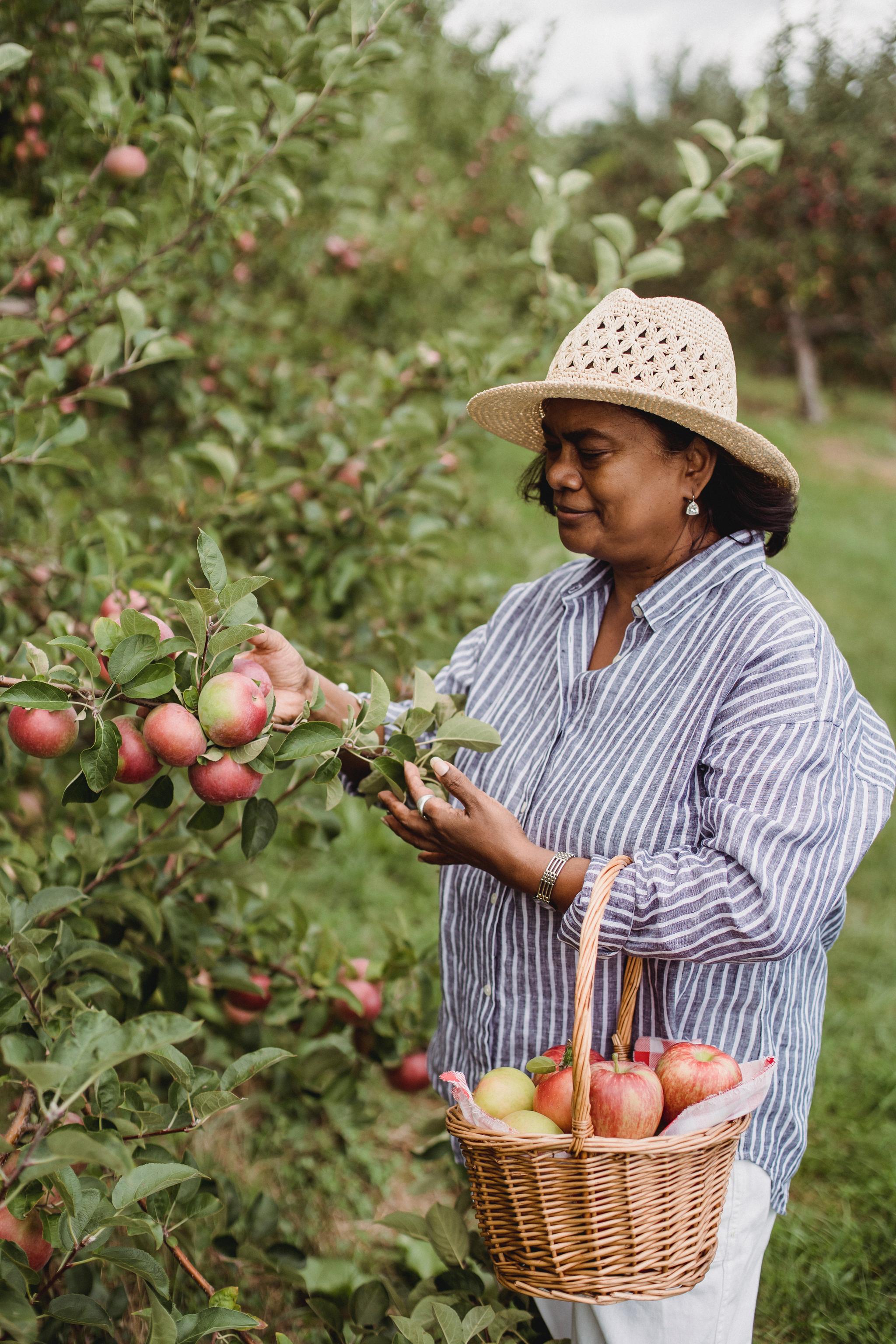 A woman in an elegant sunhat picks a basket of apples