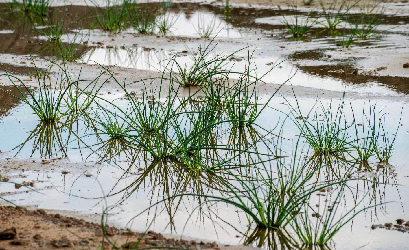 100-year old seeds found growing in new wetlands