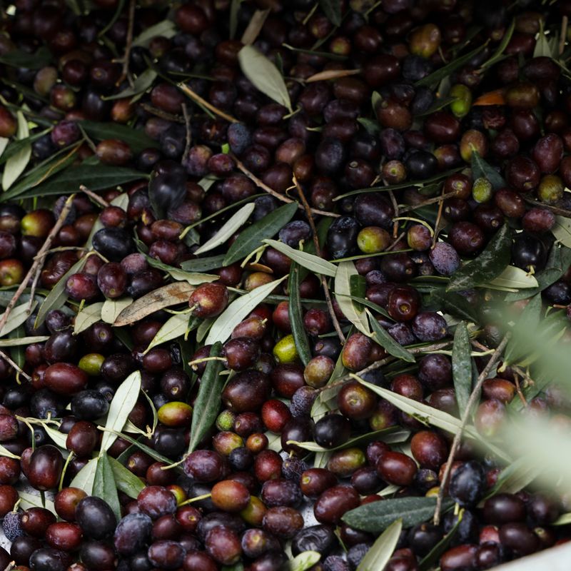 Mamakas EVOO — 13