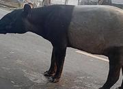 Viral! Tapir Dilindungi Disembelih Warga di Mesuji, Empat Pelaku Berhasil Ditangkap