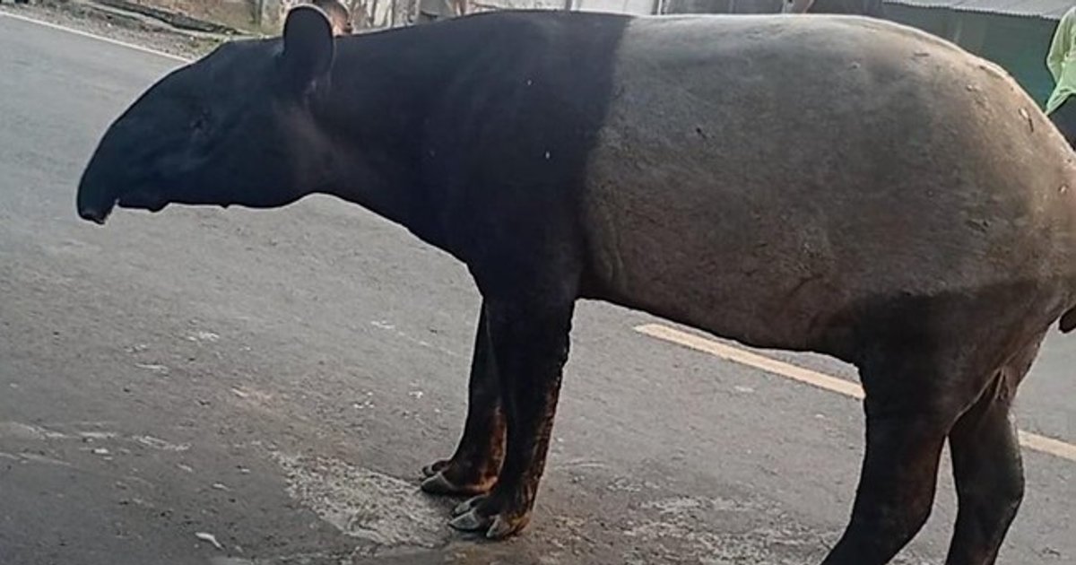 Viral! Tapir Dilindungi Disembelih Warga di Mesuji, Empat Pelaku Berhasil Ditangkap