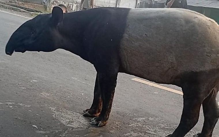 Viral! Tapir Dilindungi Disembelih Warga di Mesuji, Empat Pelaku Berhasil Ditangkap