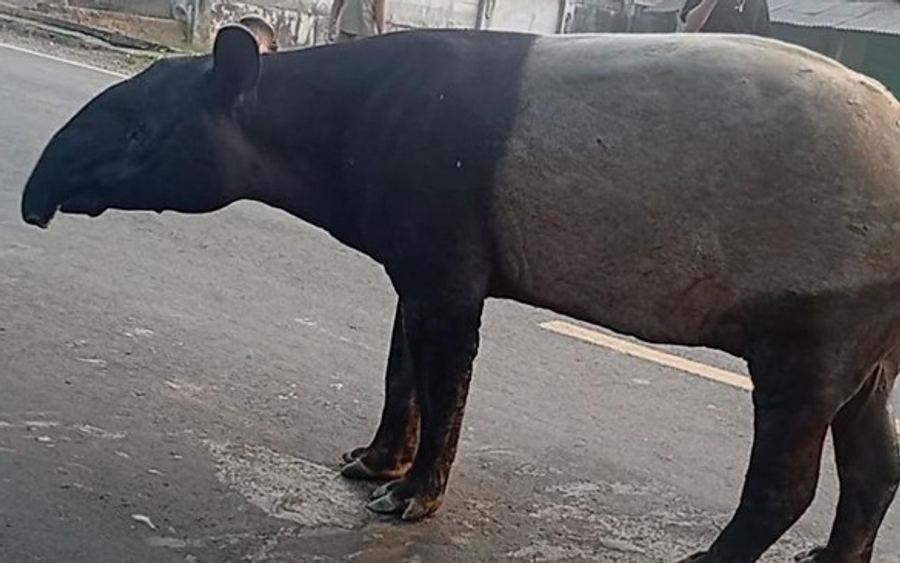 Viral! Tapir Dilindungi Disembelih Warga di Mesuji, Empat Pelaku Berhasil Ditangkap