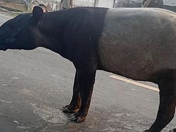Viral! Tapir Dilindungi Disembelih Warga di Mesuji, Empat Pelaku Berhasil Ditangkap