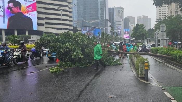 Pohon Tumbang di Jalan Sudirman, Arus Lalu Lintas Tersendat
