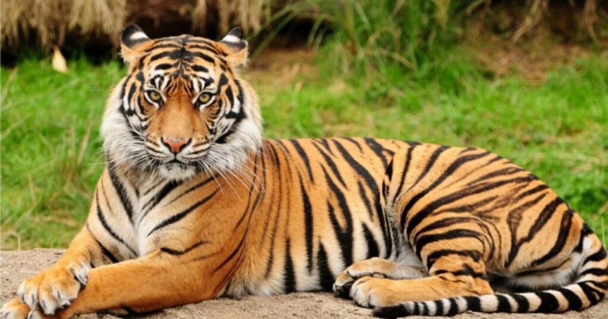 Ilustrasi artikel: Simpan 2 Harimau Mati di Freezer, Pelaku Bakal Jual Seharga Rp1,2 M