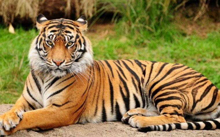 Simpan 2 Harimau Mati di Freezer, Pelaku Bakal Jual Seharga Rp1,2 M