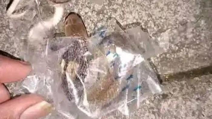 Fakta Baru Kasus Gigitan Kobra di Sukoharjo, Ular Diduga Terperangkap Selotip Kiriman