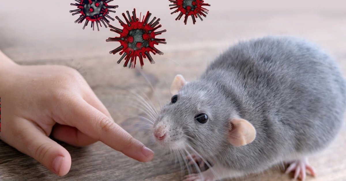 Ilustrasi artikel: Hantavirus Terdeteksi di Jakarta, Warga Diminta Waspada Penyebaran dari Tikus
