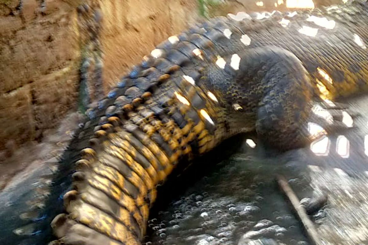 Pelihara Buaya Papua sejak Bayi, Warga Blitar Kini Ketakutan karena Satwa Buas Itu Sudah Sepanjang 3 Meter