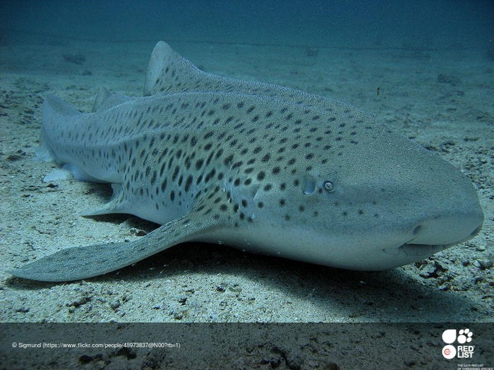 Thailand Lepasliarkan Hiu Macan Tutul Langka ke Habitat Aslinya di Laut