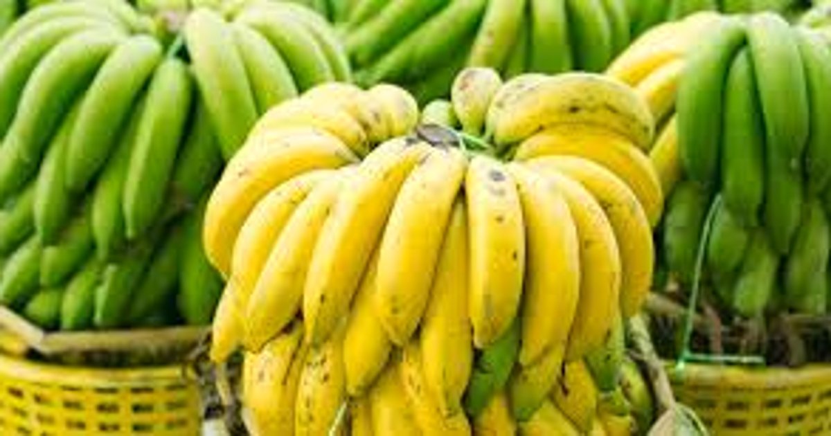Ilustrasi artikel: beberapa jenis pisang di indonesia